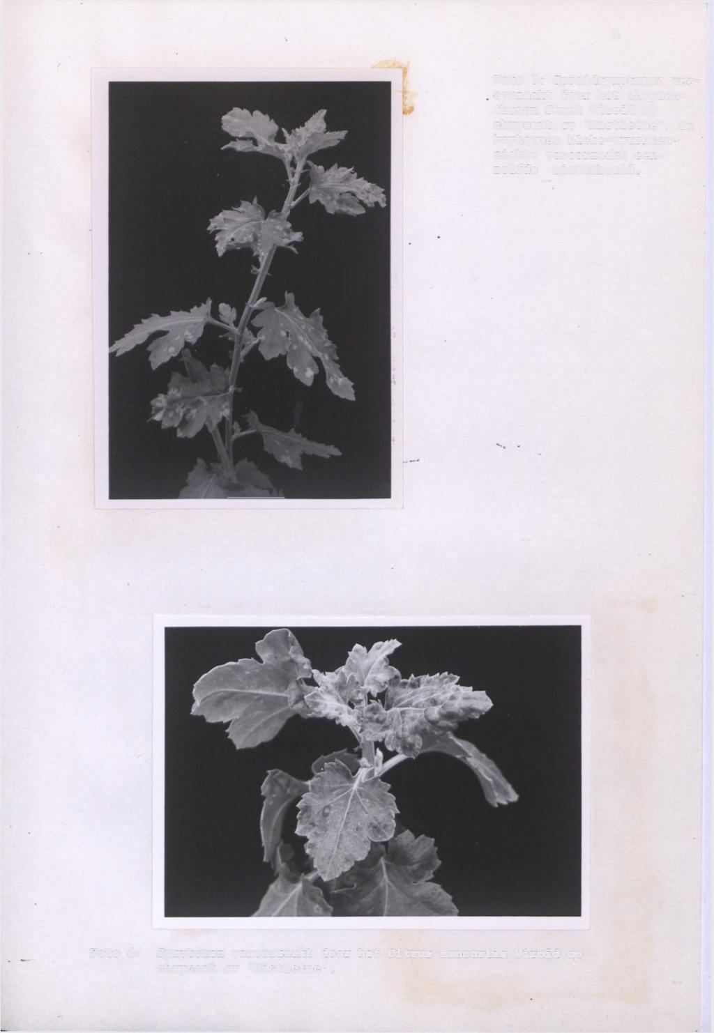 5 Foto 3: Spred ver oorzaakt door het Chrysan themum Stunt Vroïd op chrysant cv 'Mstletoe'.