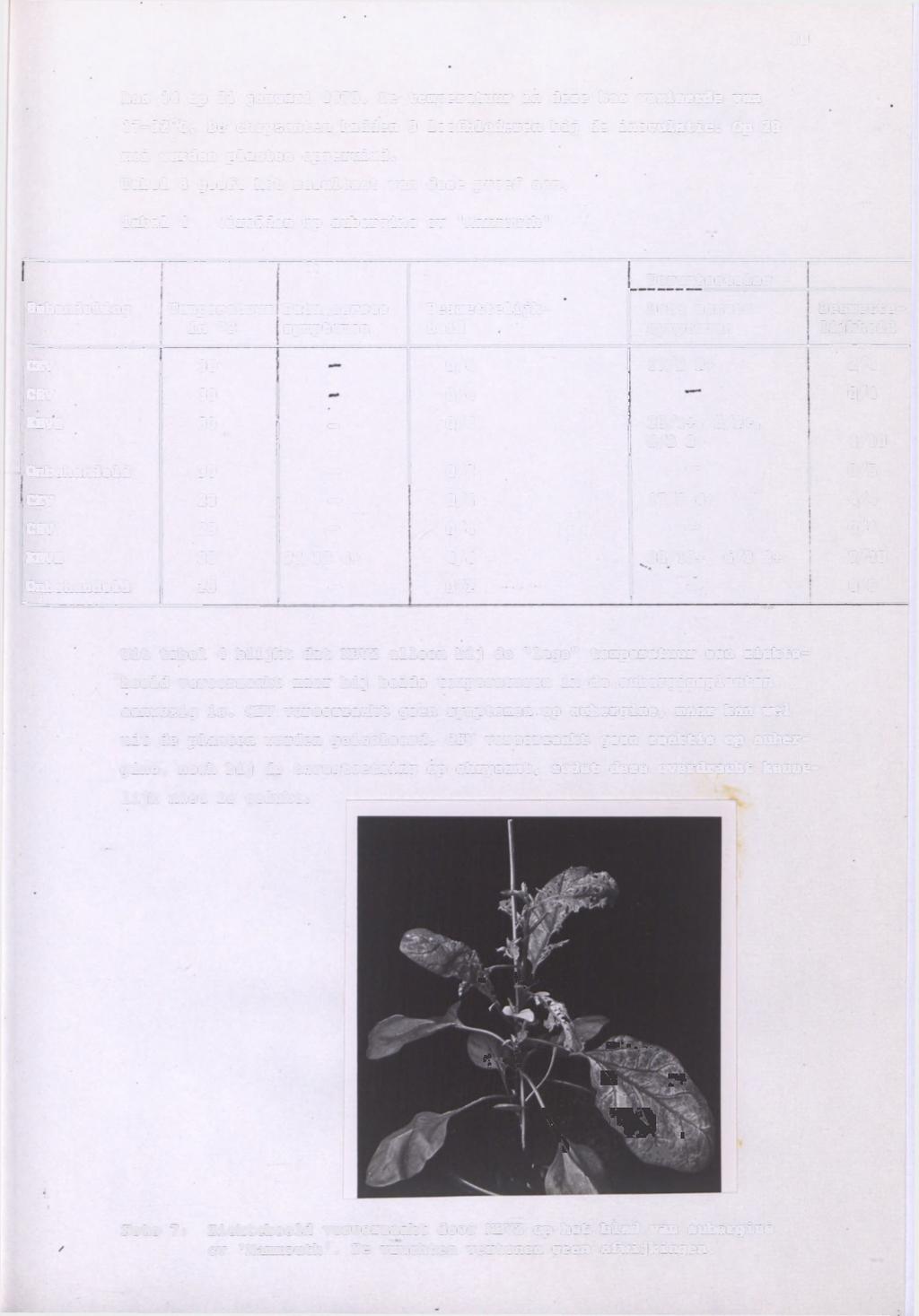 0 kas 4 op 2 januar 975. De temperatuur n deze kas vareerde van 7-32 C. De chrysanten hadden 9 loofbladeren bj de noculate. Op 28 me werden planten opgerumd.