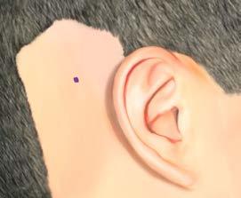 Plaats de indicator in de juiste positie en markeer de precieze locatie van het implantaat op de huid via het gat van de soundprocessor indicator. (Fig.