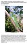 Fonds verstrekt ten behoeve van bouw headstart kooien Monuriki Island Crested Iguana (Brachylophus vitiensis) kweek en headstartproject