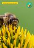De blije bijen bloemenweidewijzer