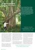 De Japanse notenboom. Uitgeroeid in zijn laatste. verspreidingsgebied - China - en tot. heilige boom verklaard in Japan