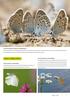Thema 1: bezige vlinders. 1e prijs: Alex Huizinga / Drinkende vals heideblauwtjes