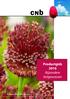 Allium Red Mohican. Productgids 2016 Bijzondere bolgewassen