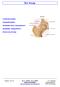 De heup. Femurhals breuken. Heuppathologieen. Revalidatie heup osteosynthese. Revalidatie heupprothese. Artrose van de heup