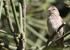 Vogelreis Ethiopië. 18 februari 5 maart 2015. White-crowned Starling C. Burger