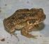 Gewone pad Bufo bufo. cd 7, 8