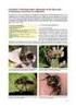 Hoofdstuk 15 Koekoeksbijen in nestblokken (tubebijen Stelis, viltbijen Epeolus, kegelbijen Coelioxys)