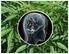 Cannabis als risicofactor voor psychose: een update