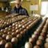 Begroting 2013 Productschap Pluimvee en Eieren