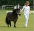 Het gebruik van de shetlandpony