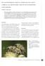 het snuitkevergenus LARINUS in nederland, met LARINUS curculionidae) Theodoor Heijerman inleiding gegevens