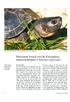 Moeizame kweek met de Kwangtungmoerasschildpad ( Chine1nys nigricans)