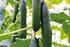 Enza Zaden zomer- en herfstteelten komkommer