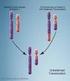 Chromosomentranslocaties