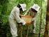 Het honingbijvolk en de exploitatie en exploratie van drachtgebieden