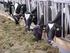 Ontwikkelingen in de melkveehouderij Frits van der Schans Carin Rougoor 21 maart 2016
