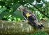 Najaarstrek Buizerd via Denemarken