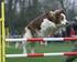 Duitse Herder Club Nederland. Rasspecifiek Fokreglement. DHCN Oudduitse Herder & Duitse Herder Langstokhaar