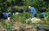 Amateur Tuindersvereniging Dordrecht Het Vlijpark Meerjarenplan