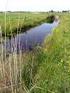 Historisch permanente graslanden (HPG) in de landbouwstreek de Polders