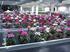 Productmarktplan Lelie Meer samen, is samen meer. floraholland.com