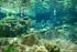 Zeeaquarium Ecomare heeft een ondergronds zeeaquarium. In het grote aquarium leven tientallen soorten vissen, zeesterren, schaal- en schelpdieren.