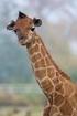 Rothschild giraffe 1 / 5