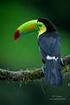 Toucan. 106 nothing compares to a smile!