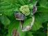 Verbranding bladranden Hortensia