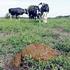 met mest meer mogelijk verschraling Europese bodem biedt kansen voor Nederlandse mest