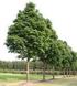 Assortiment. Acer platanoides 'Columnare' Acer platanoides 'Emerald Queen' Acer platanoides 'Globosum' Aesculus Paardenkastanje