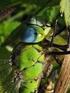 1e zondag van de herfst Kleur groen (Viridis) Bij deze zondag: Kindernevendienst Leiding groep Kinderoppas Mirjam Flier en Iris van de Scheur