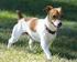 PARSON RUSSELL TERRIER