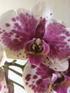 Orchideeën Kring Noord-Brabant West en Zeeland