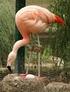 Links: Chileense Flamingo (Phoenicopterus. chilensis) Rechts: Rode Flamingo. ruber ruber) Gewone Flamingo. ruber roseus)