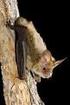 First records of predation of grey long-eared bats (Plecotus austriacus) by the barn owl (Tyto alba) in the Netherlands