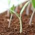 MENDELS TOMATEN PLANTJES DOCENTENHANDLEIDING