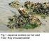 Ecologisch profiel van de Japanse oester