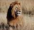 De leeuw: de koning van de savanne? Informatie over leeuwen