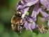 Het ondergrondse leven van de gewone sachembij, Anthophora plumipes (Hymenoptera, Apidae)