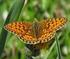 Trends voor de vlinders van Zuid-Kennemerland