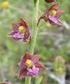 Wespenorchis (Epipactis)