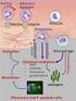 In response to a severe insult (e.g. injury, inflammation or cancer) patients are in a so-called catabolic state. Net breakdown (catabolism) of