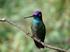 Costa Rica - Vogelreis, 17 dagen tirannen, quetzals en geelvleugelara s, vogelreis met verblijf in hotels