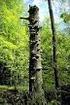 Het belang van groot dood beukenhout voor paddestoelen