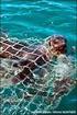 Onderzoek naar vermindering van bijvangst van zeehonden in fuiken