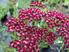 Achillea millefolium cassis. Achillea millefolium cerise queen