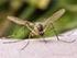 Leidraad Risicomanagement Overlast Steekmuggen en Knutten