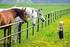Onderzoeksresultaten. Enquête onder paardenbedrijven en hun klanten. KIGO- project Veiligheid Mens en Paard